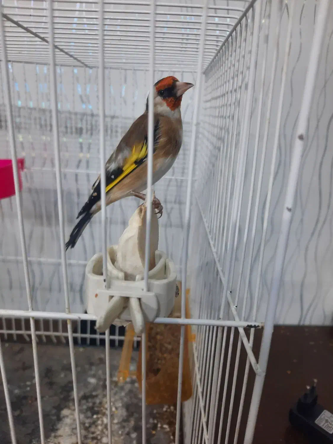 سهره نرچهارگل بخون|پرنده|تایباد, |دیوار