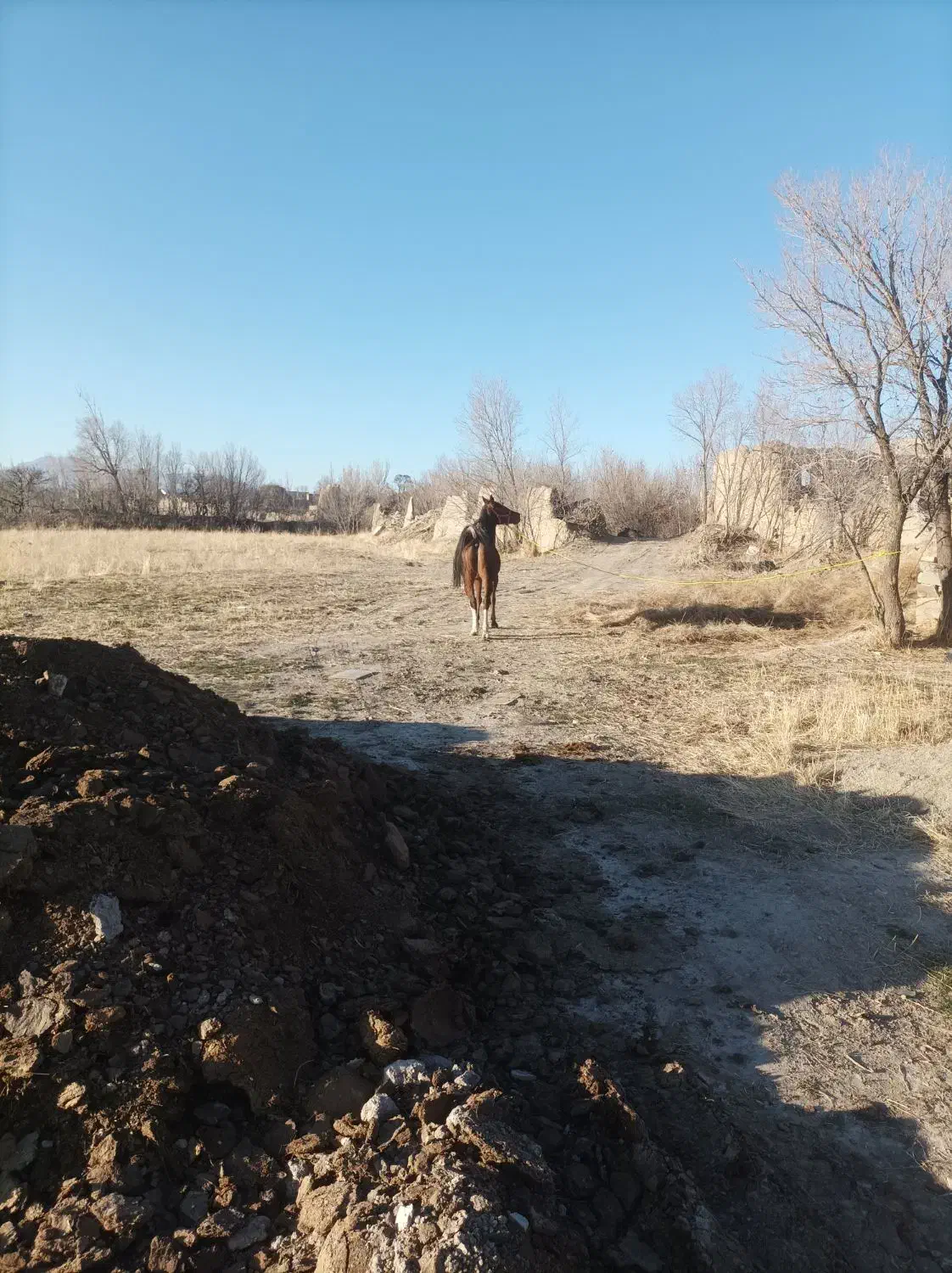 اسب مادیون کرد|اسب و تجهیزات اسبسواری|سردرود, |دیوار