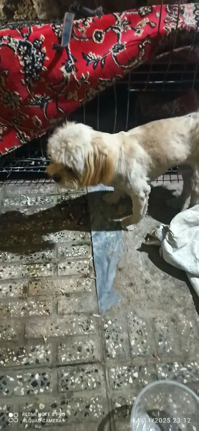 سگ پاکوتاه|سگ|گرگان, |دیوار