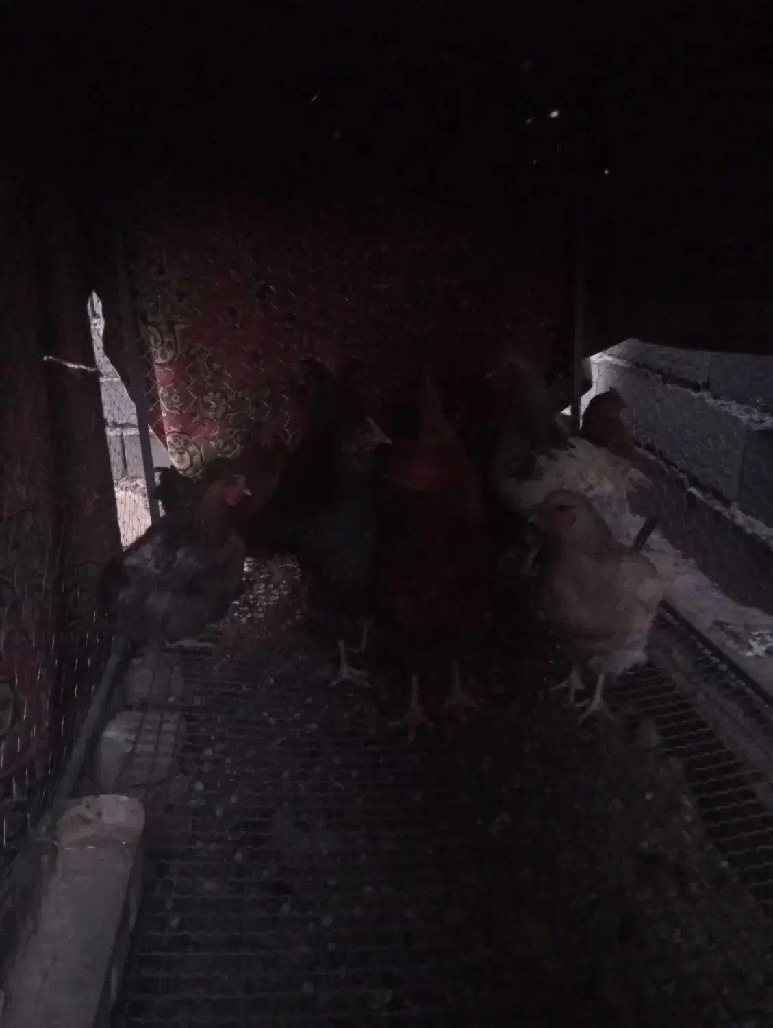 مرغ خروس|حیوانات مزرعه|باخزر, |دیوار