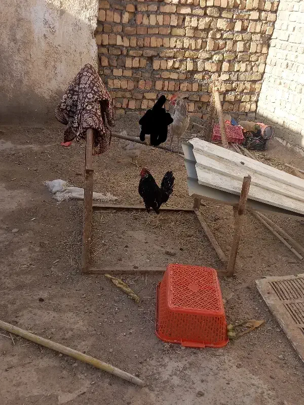 خروس گلین  یک ساله|حیوانات مزرعه|قم, تعویض پلاک|دیوار