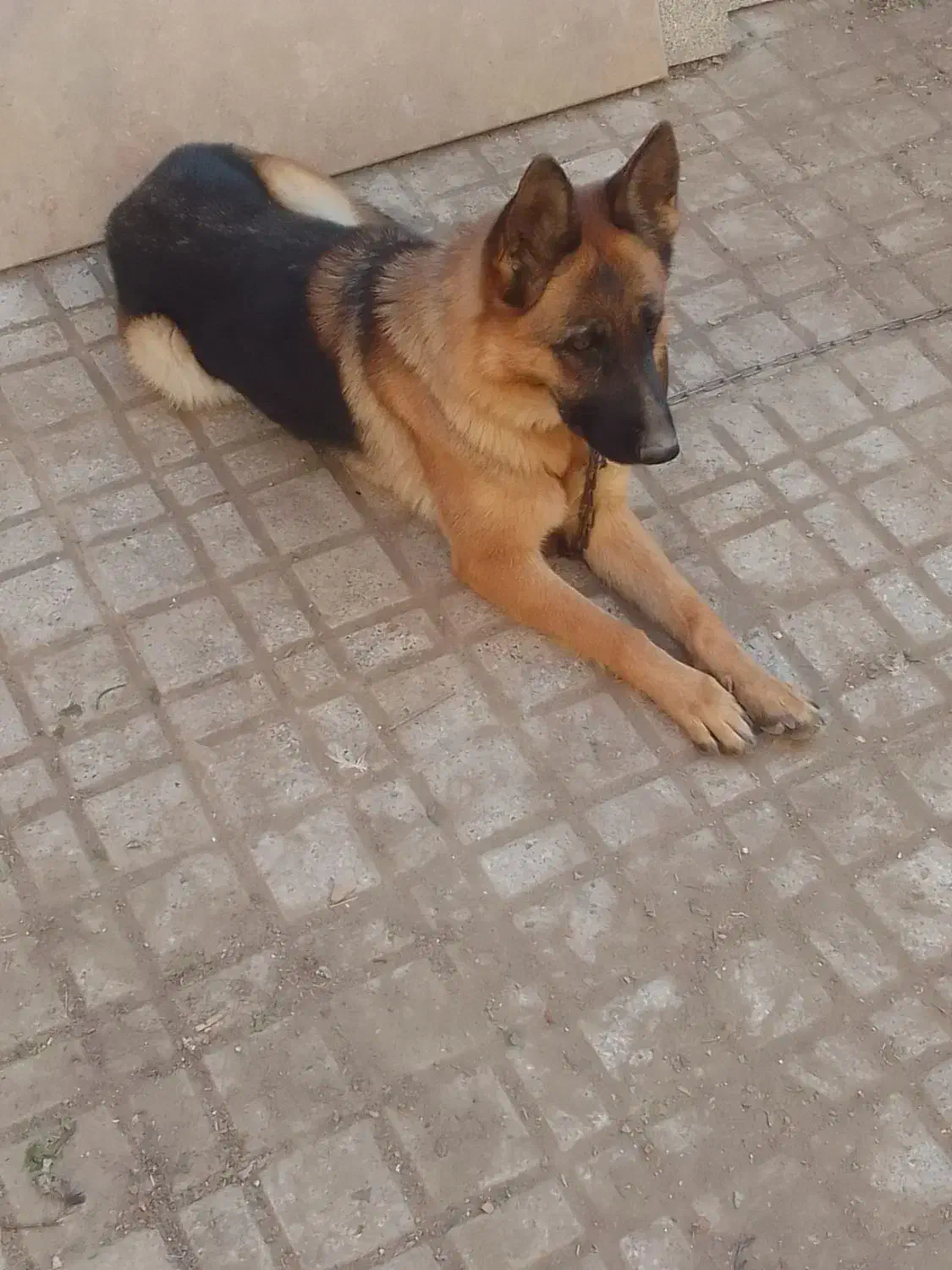 ژرمن شپرد|سگ|مشهد, اقبال|دیوار