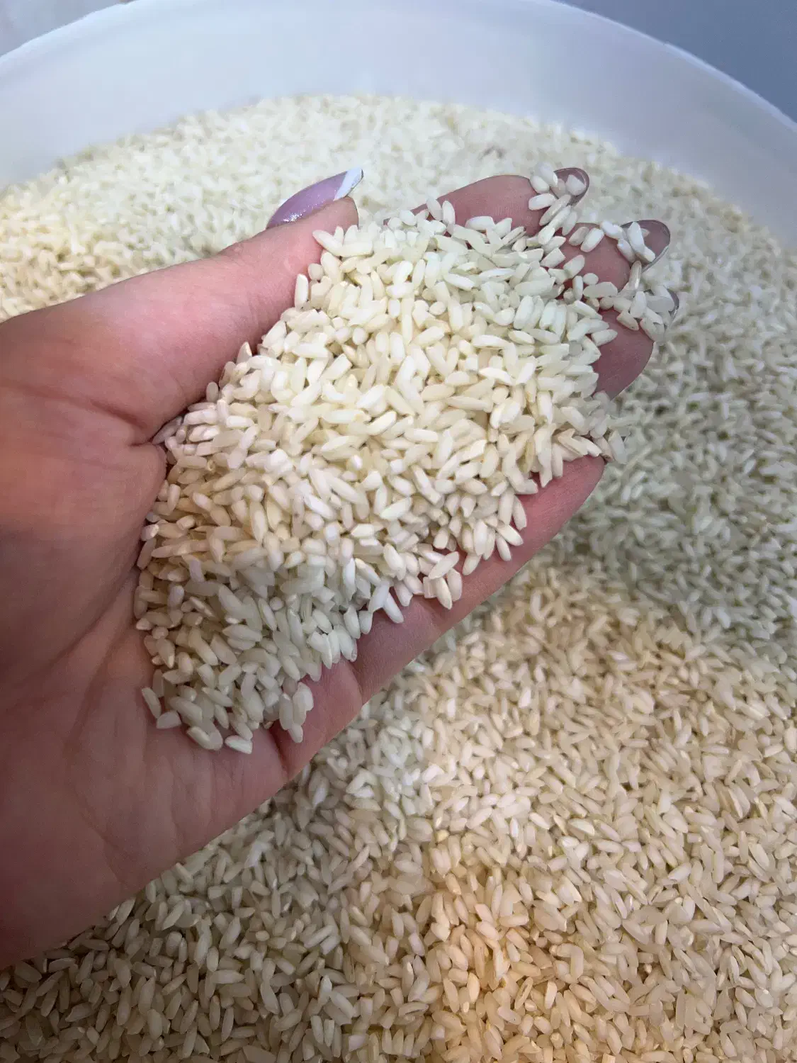 برنج عنبربو درجه یک|خوردنی و آشامیدنی|شوشتر, |دیوار