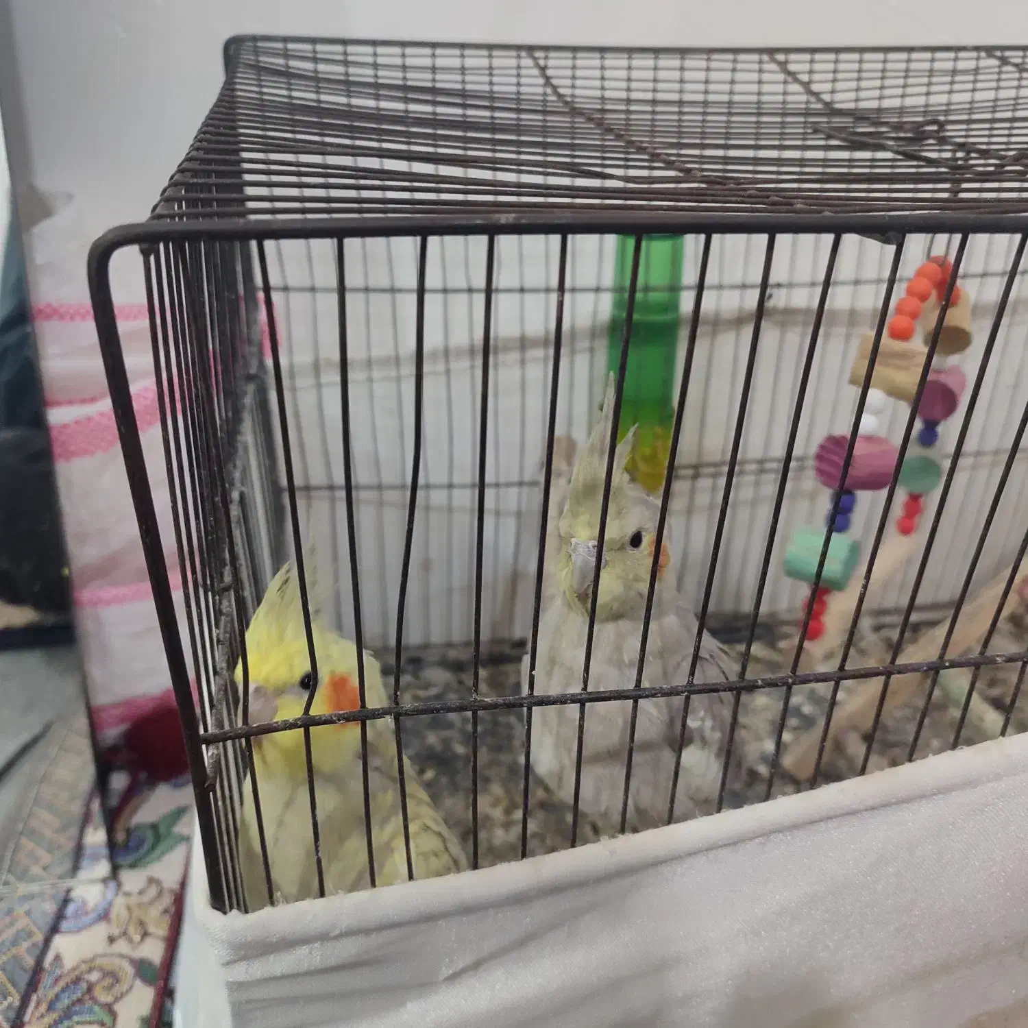 عروس هلندی|پرنده|بستان آباد, |دیوار