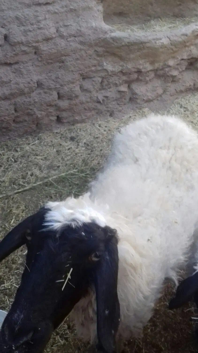 میش چهارزه فروشی دوقلوزا|حیوانات مزرعه|مود, |دیوار