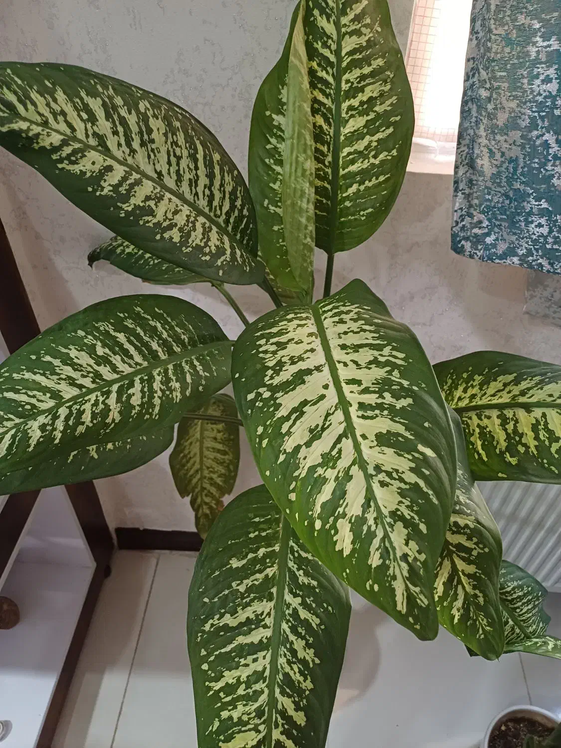 گل دیفن باخیا|گل و گیاه طبیعی|شیراز, دشت چنار|دیوار