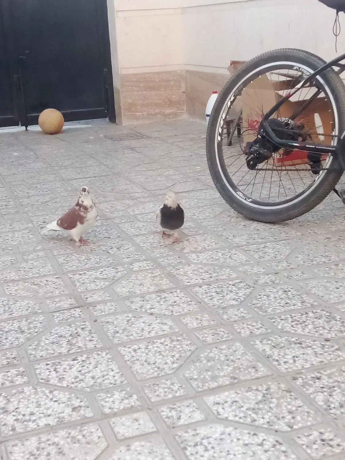 کفتر|پرنده|شاهرود, |دیوار