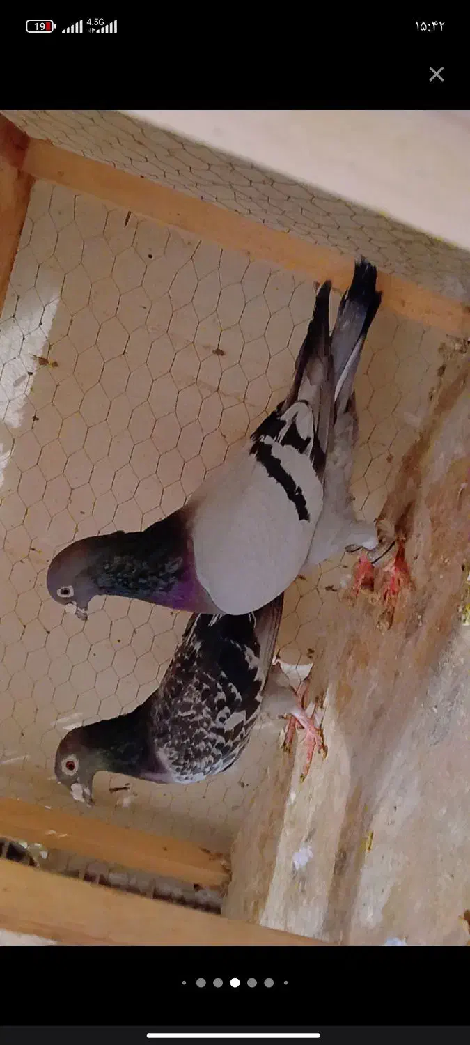 طوقی جفت وسبز جفت|پرنده|چناران, |دیوار