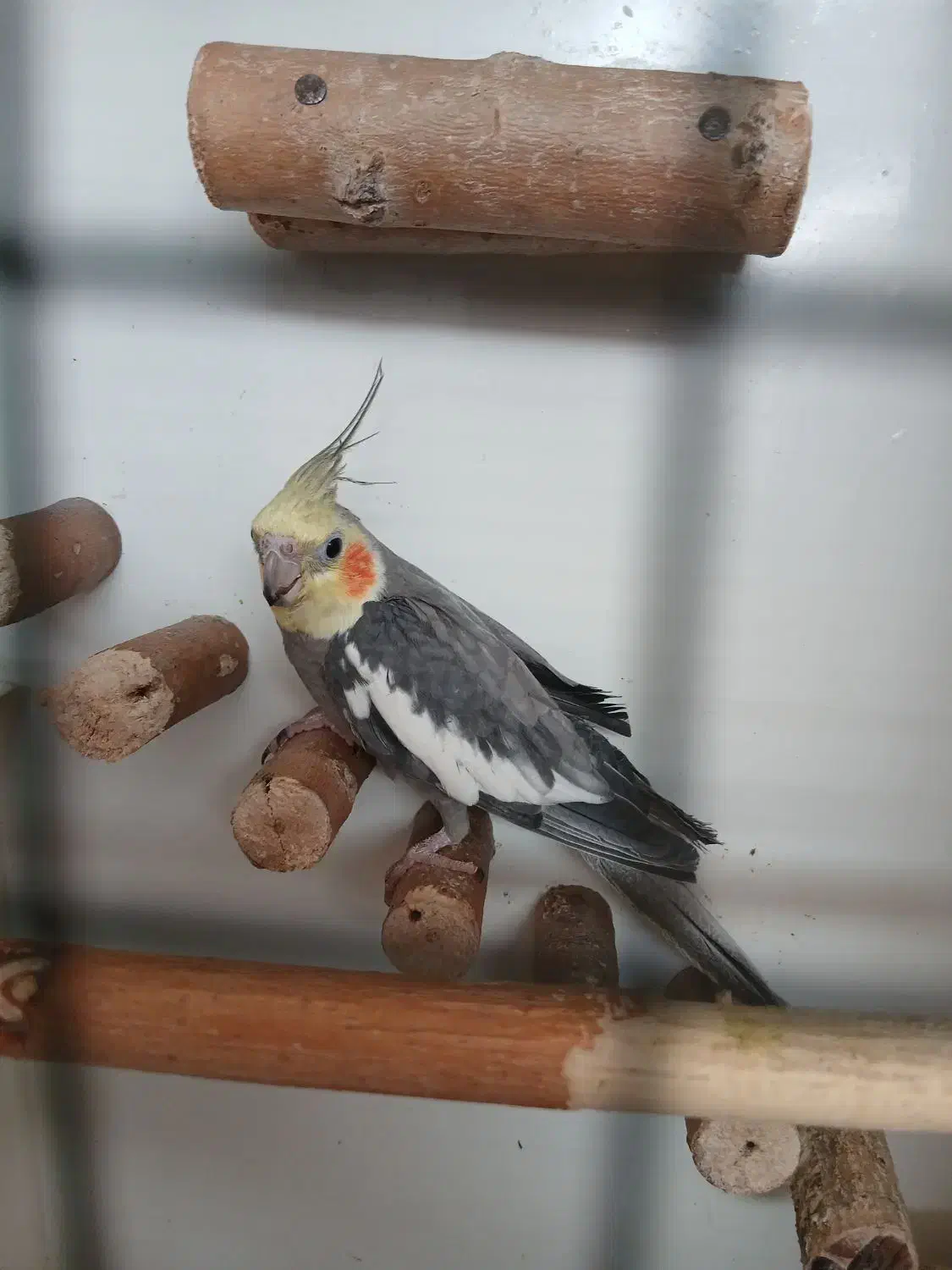 عروس|پرنده|قم, شهرک مهدیه (مدرس)|دیوار