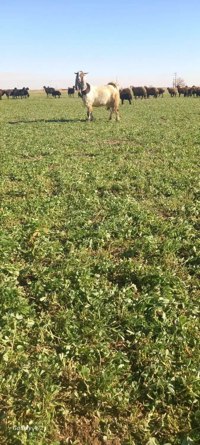 بز پاکستانی اصیل|حیوانات مزرعه|همدان, |دیوار