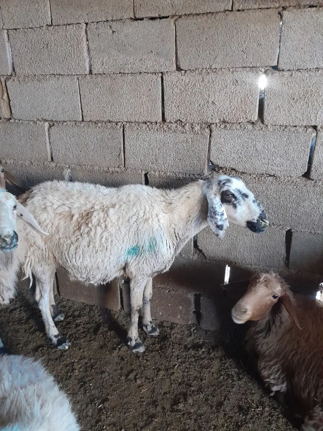 میش بره آبستن بیاس آباد|حیوانات مزرعه|قاسمآباد (خواف), |دیوار