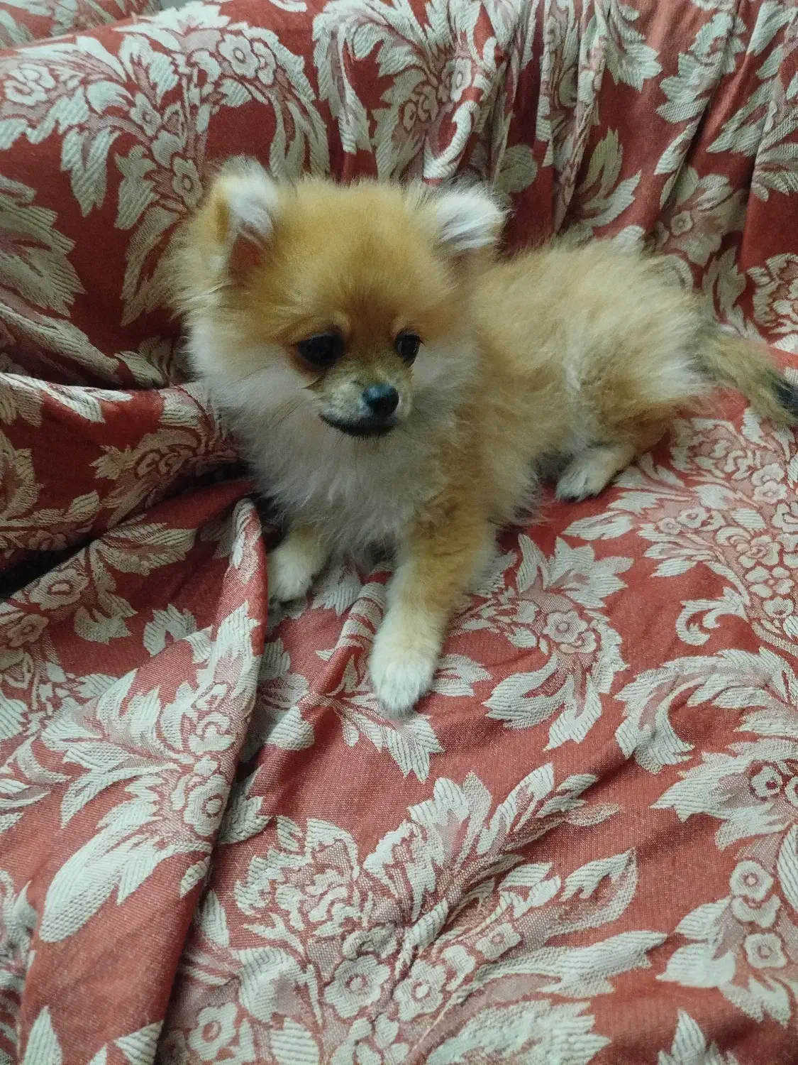 پامر خرسی سایز ریز|سگ|تهران, امامت|دیوار