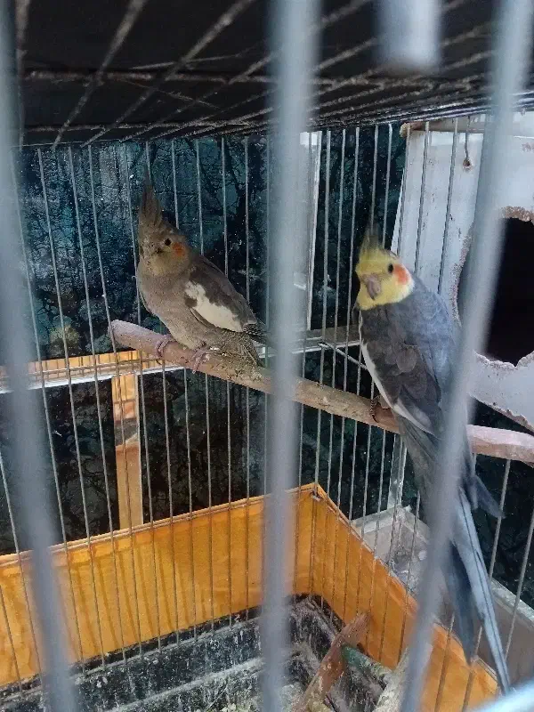 عروس هلندی|پرنده|چهاردانگه (تهران), |دیوار