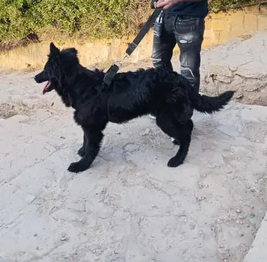 ژرمن بلک|سگ|اهواز, زیتون کارگری|دیوار