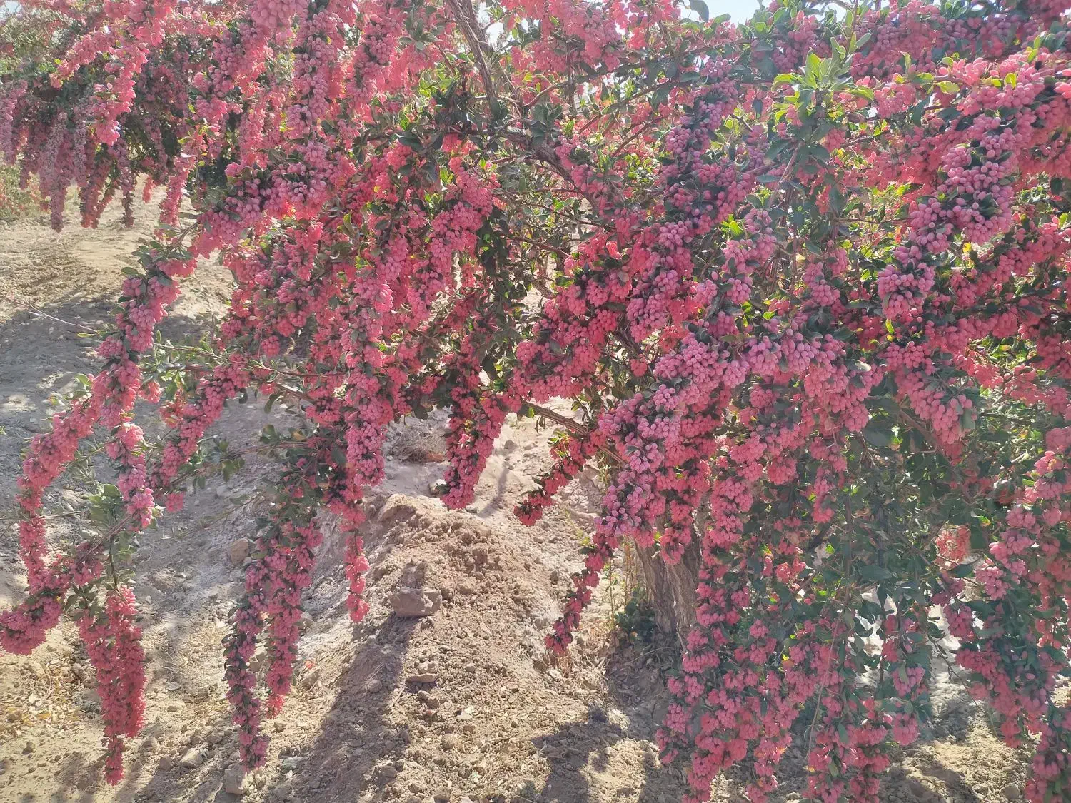 زرشک درجه یک قاین|خوردنی و آشامیدنی|مشهد, جاهد شهر|دیوار