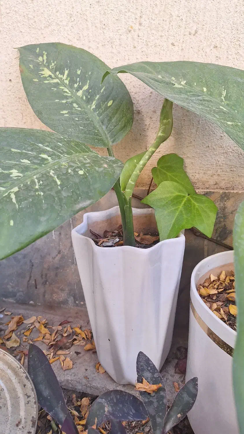 گل و گیاه طبیعی|گل و گیاه طبیعی|ملایر, |دیوار