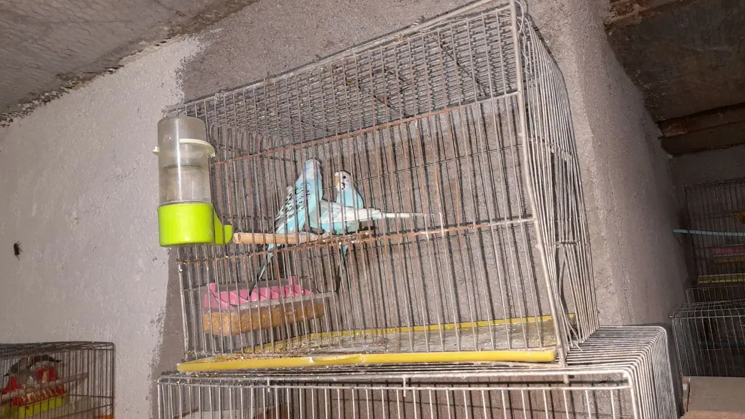 مرغ عشق مولد و فنج|پرنده|برخوار, |دیوار