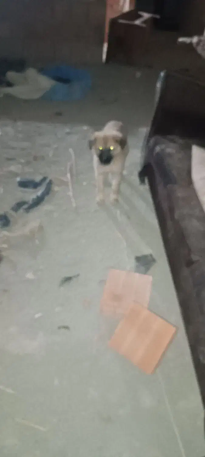 سگ.|سگ|گرگان, |دیوار