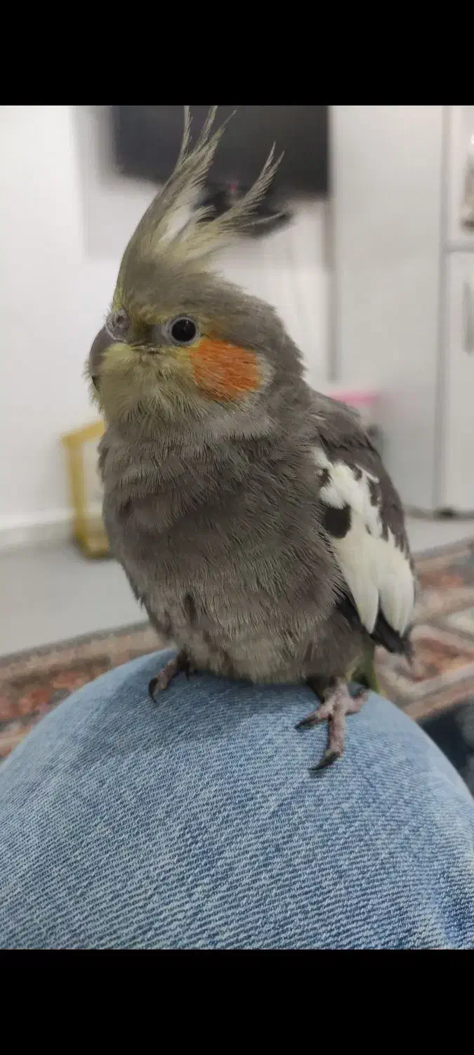 عروس هلندی گمشده|پرنده|کارون, |دیوار