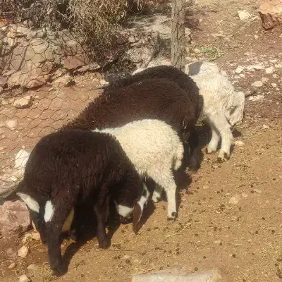 میش و بره|حیوانات مزرعه|معمولان, |دیوار