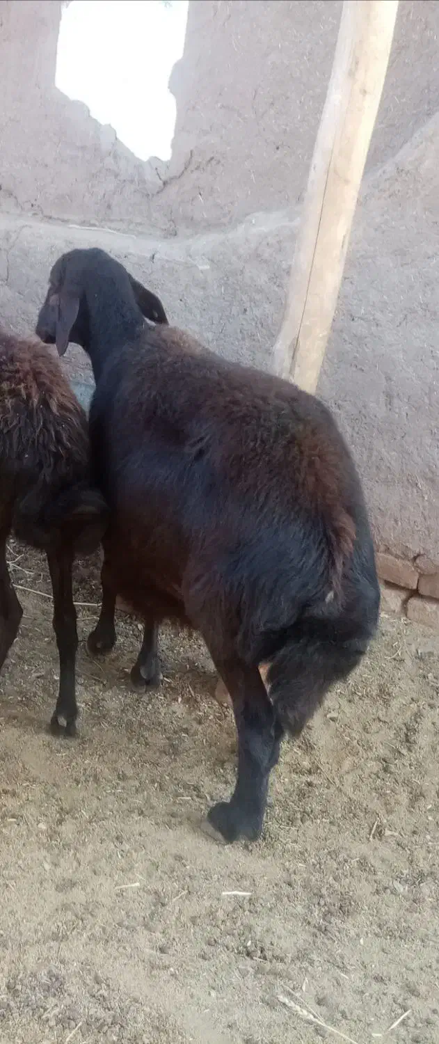 میش سرخ افشار آبستن|حیوانات مزرعه|کدکن, |دیوار