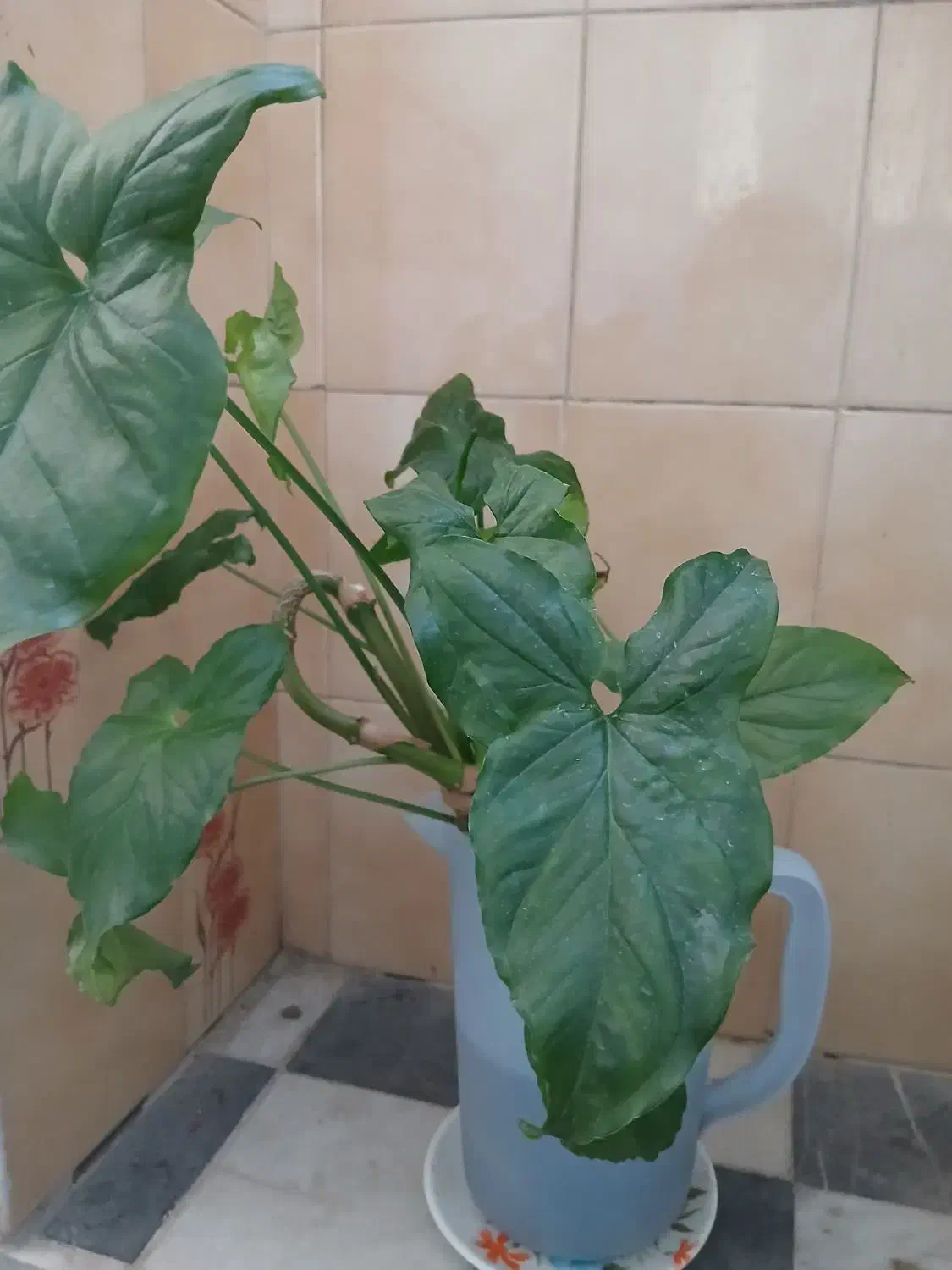 گیاه سینگونیوم & گوشی گرگی|گل و گیاه طبیعی|اصفهان, سرچشمه|دیوار