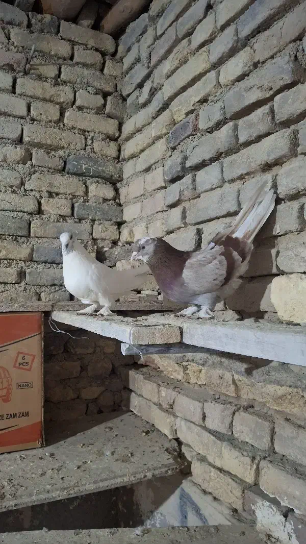 کبوتر|پرنده|لاران, |دیوار