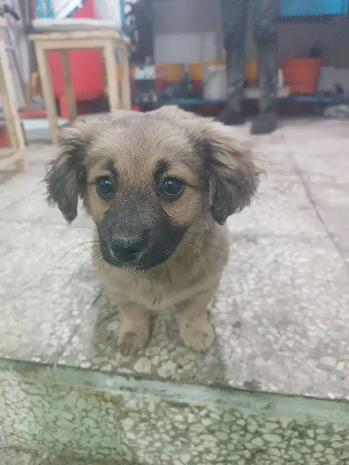 سلام سگ شیتزو|سگ|مشهد, شهید معقول|دیوار