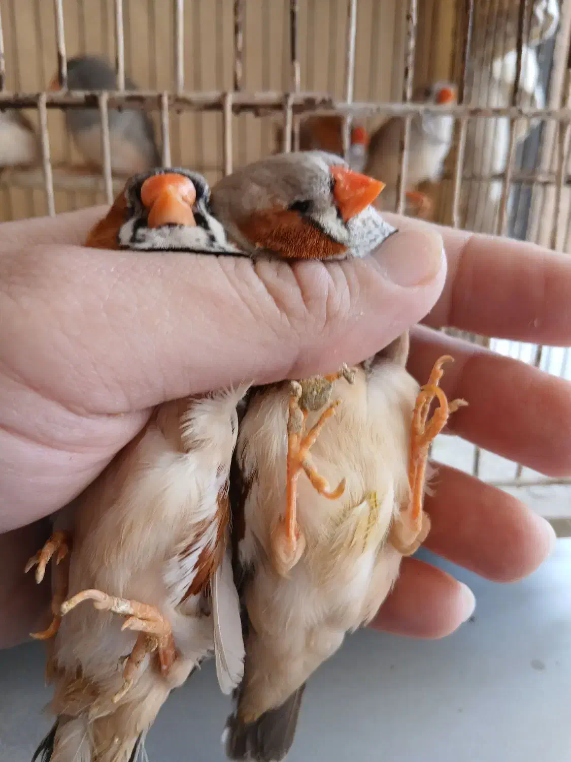 فنج|پرنده|بندرعباس, |دیوار