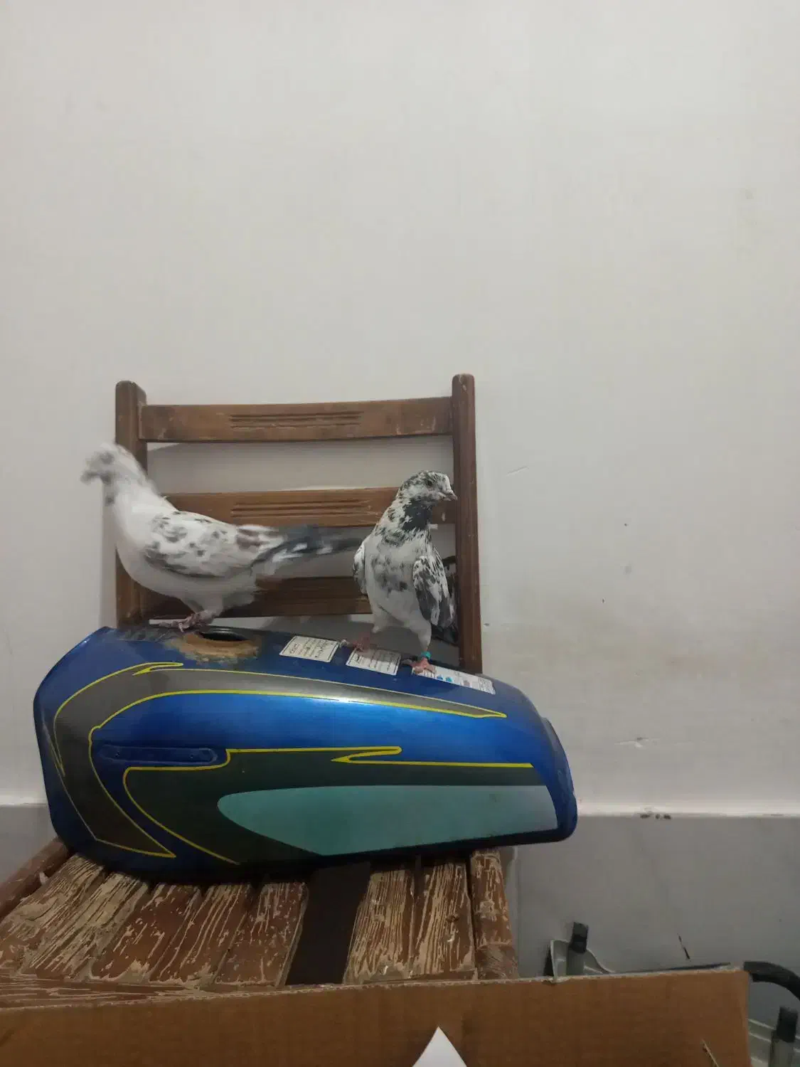 کفتر|پرنده|قم, ولیعصر|دیوار