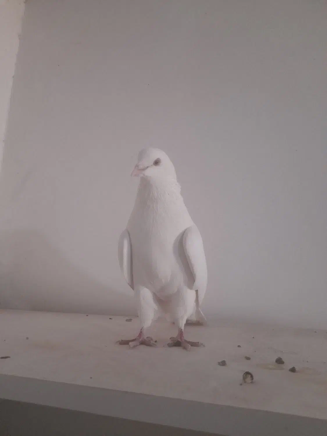 سگ رایگان|سگ|فرمهین, |دیوار