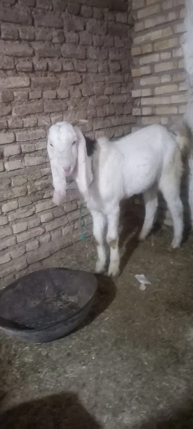 بز نر گلابی|حیوانات مزرعه|شوشتر, |دیوار