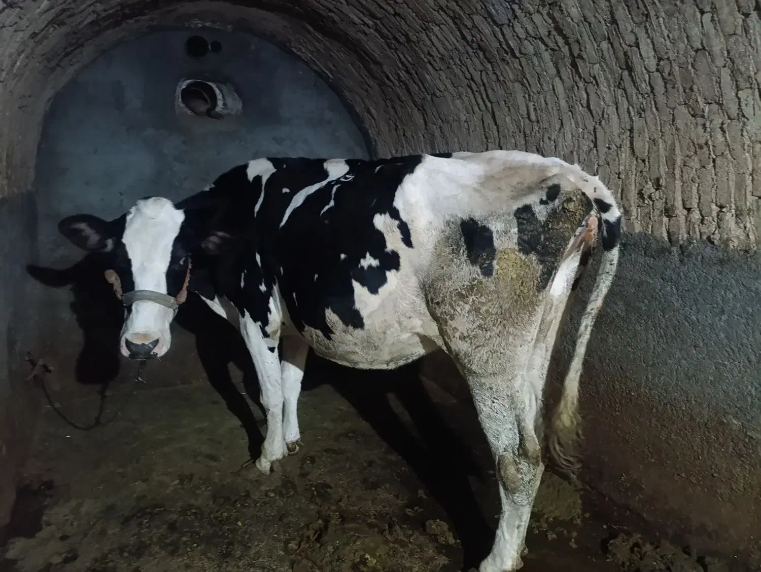 گاو و گوساله گوشتی|حیوانات مزرعه|دهگلان, |دیوار