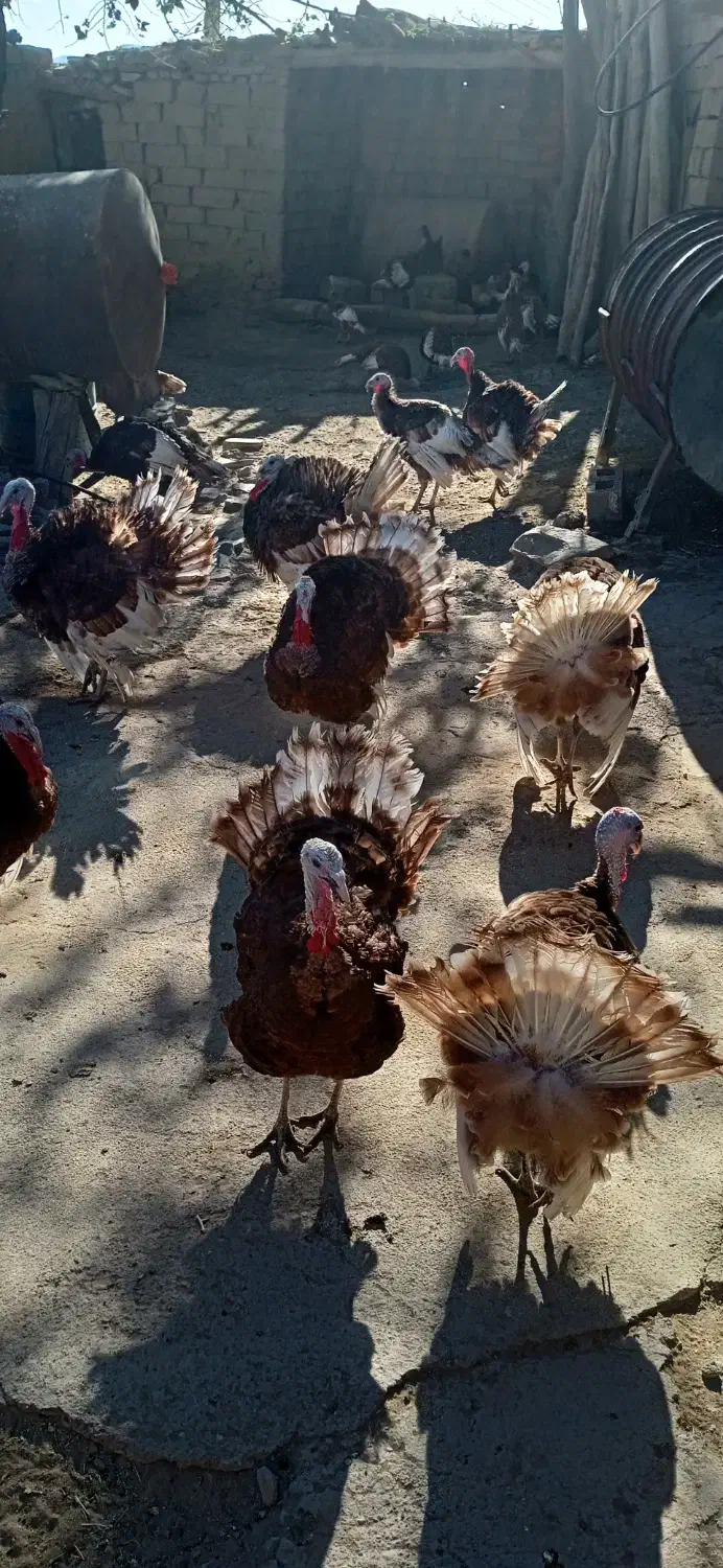 بوقلمون|حیوانات مزرعه|بوکان, |دیوار