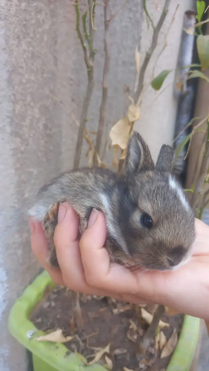 خرگوش مینیاتوری لوپی|موش و خرگوش|کرمانشاه, |دیوار