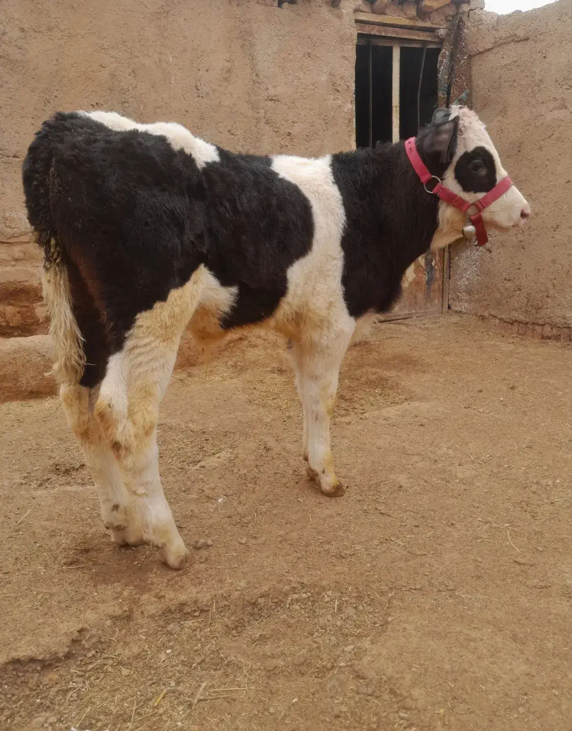 گوساله نر|حیوانات مزرعه|اسفرورین, |دیوار