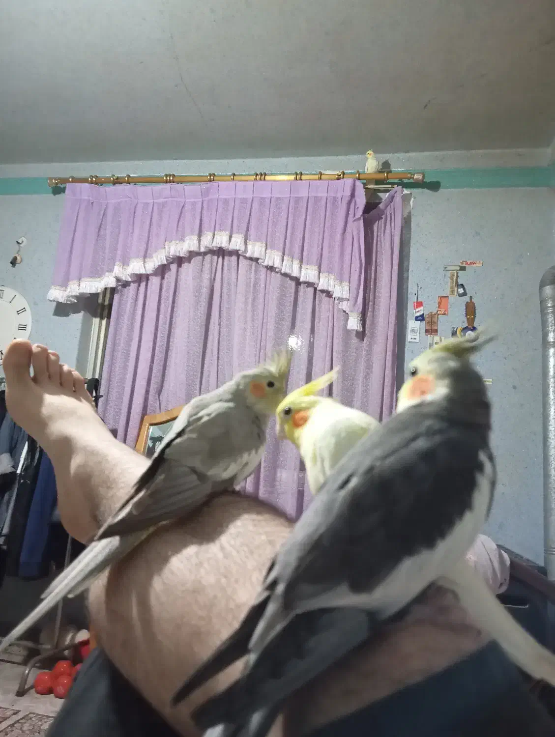 جوجه عروس هلندی|پرنده|رودسر, |دیوار