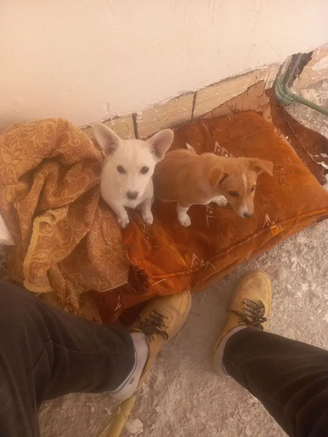 یک جفت پاکوتاه ۳ماهه بخاطر سازگاری بفروش میرسد|سگ|مشگین شهر, |دیوار