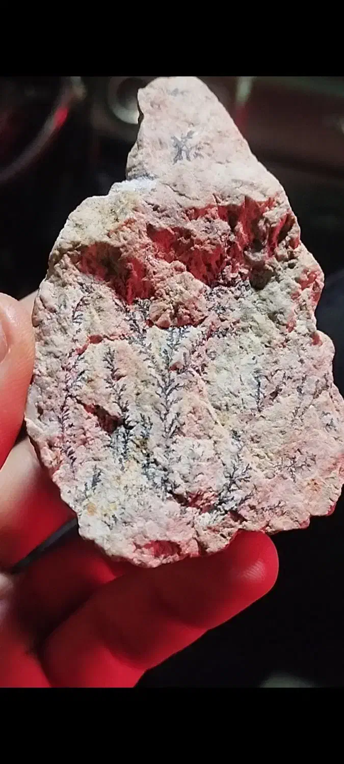 شجر|کلکسیون اشیاء عتیقه|مشهد, امیر آباد|دیوار