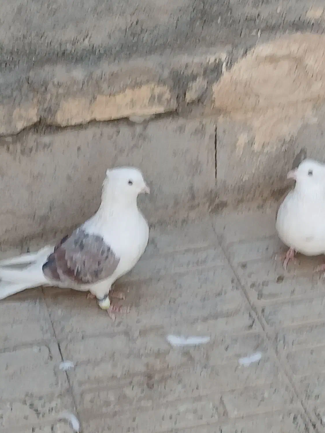 یک جفت دوکت. درمبارکه.|پرنده|مبارکه, |دیوار