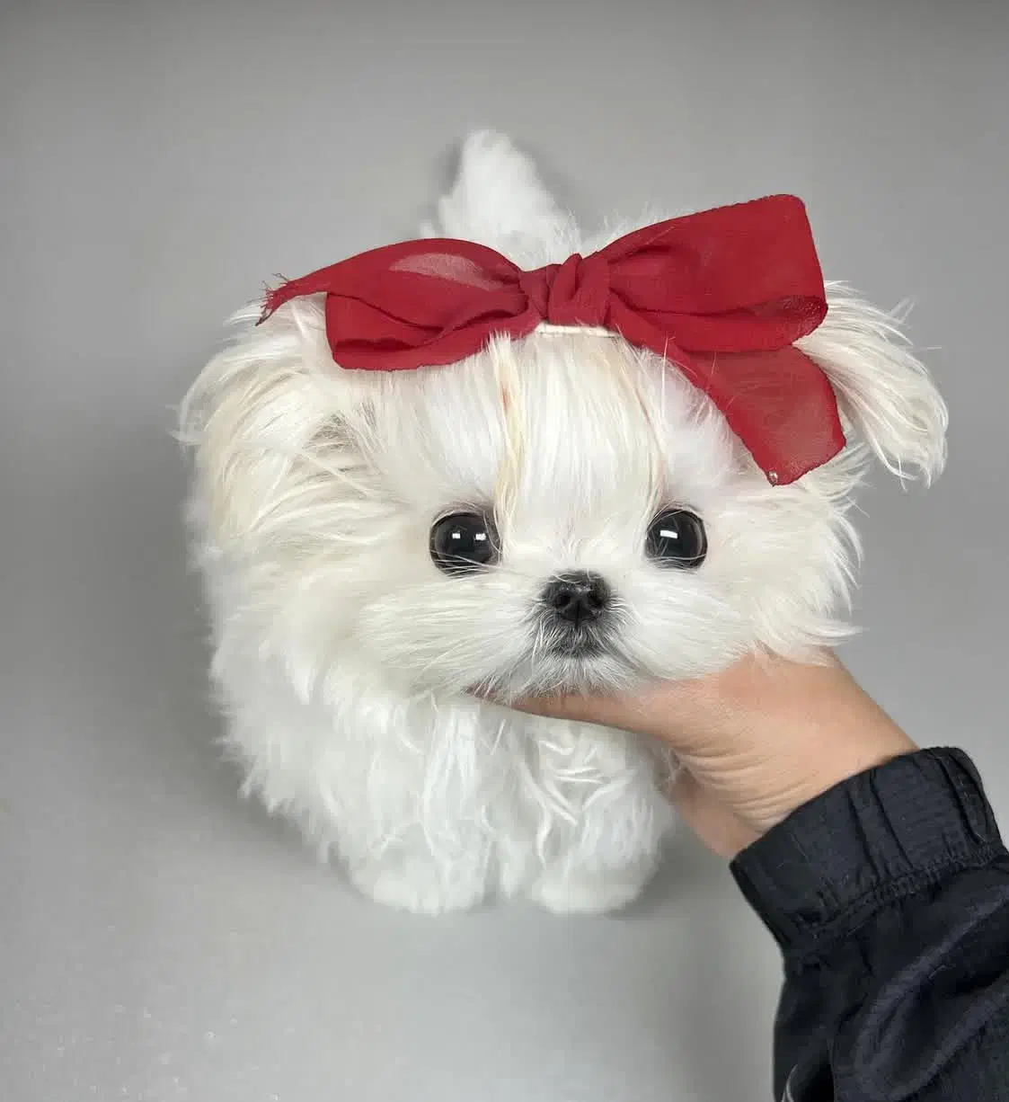 مالتیز عروسکی|سگ|سنندج, |دیوار