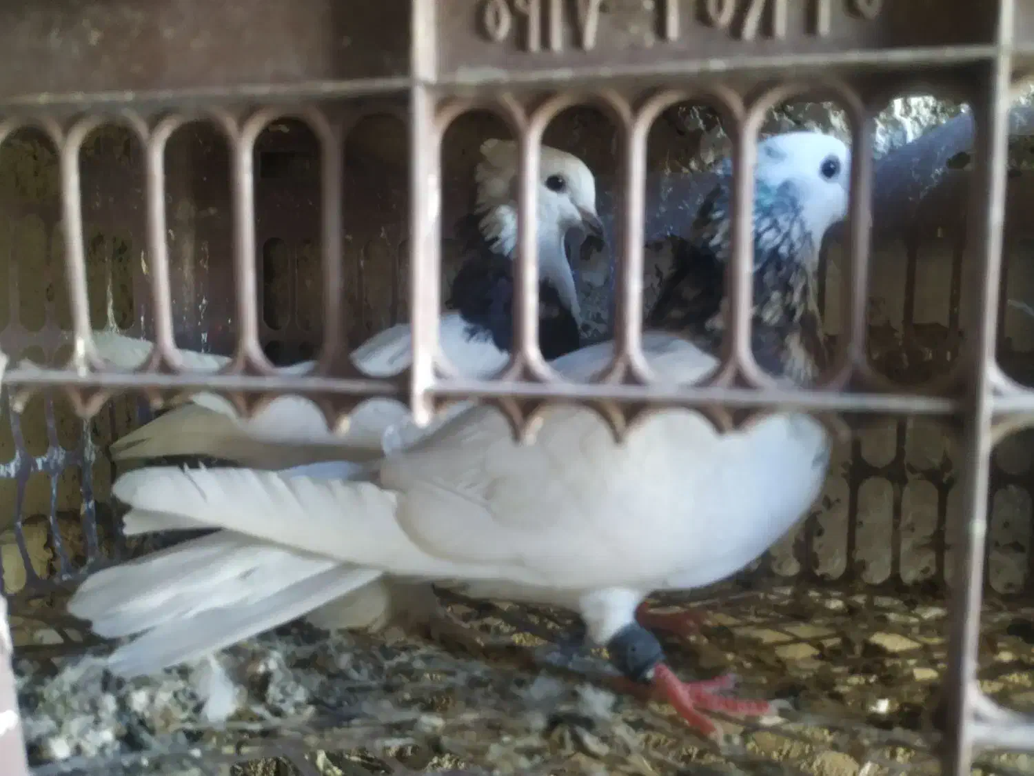 کبوتر طوق الماسی،سینه ای،سبز دم سفید|پرنده|دوگنبدان, |دیوار