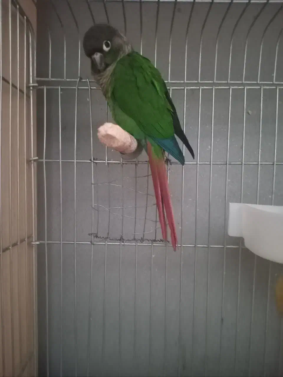 طوطی|پرنده|محمدشهر, شهرک پیام (مهرالبرز)|دیوار