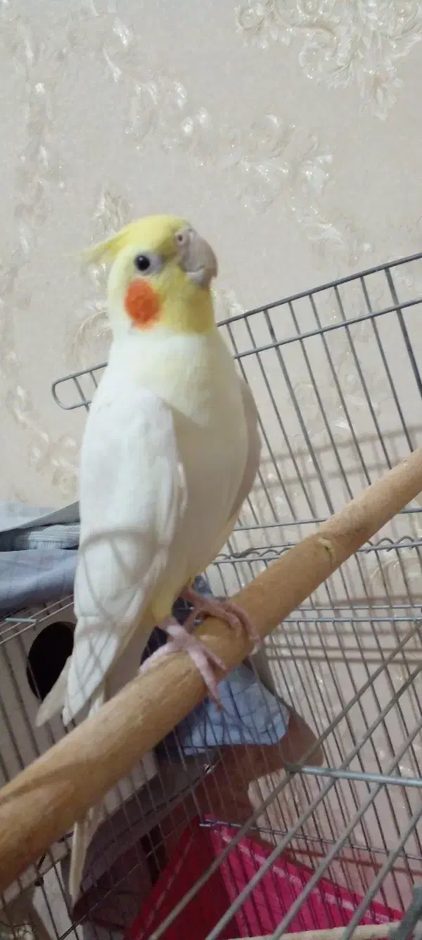 عروس هلندی نر|پرنده|قرچک, شهرک طلائیه|دیوار