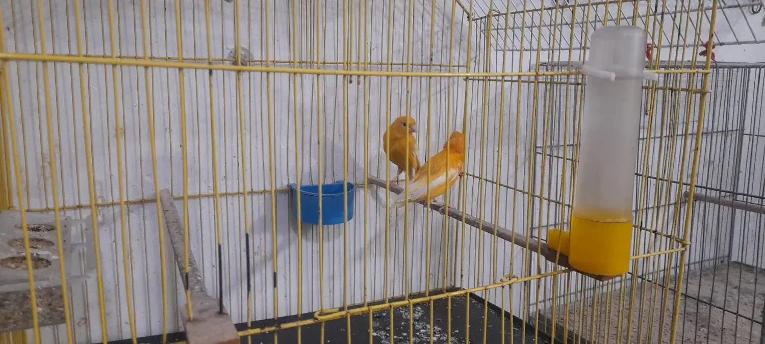 جفت قناری پرتغالی  نروماده تازه جفت|پرنده|بندر ماهشهر, |دیوار