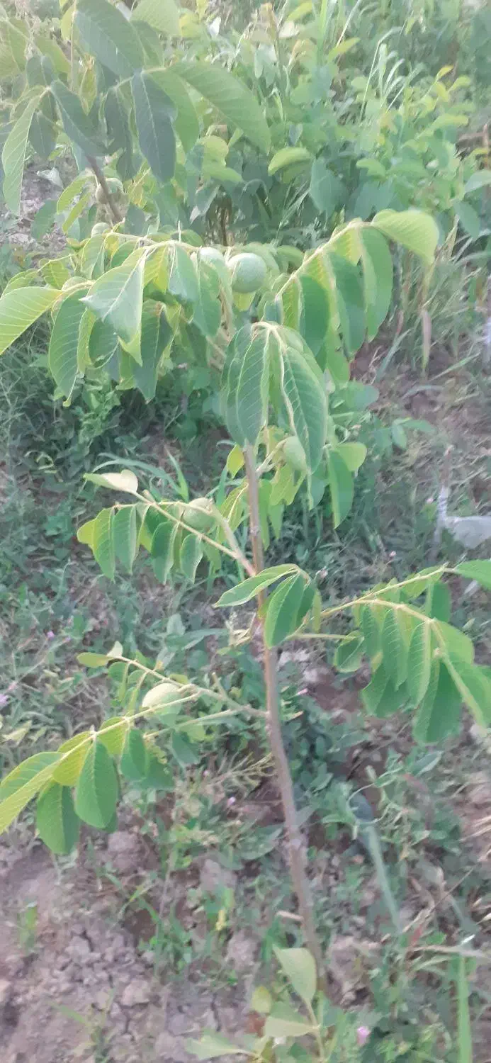 نهال گردو پیوندی وبادام|خدمات باغبانی و درختکاری|عجب شیر, |دیوار