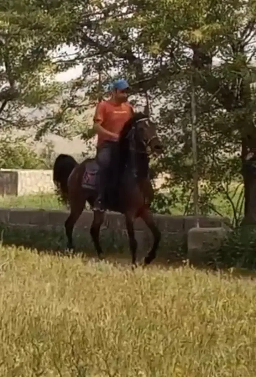 مادیان کره سالار۲|اسب و تجهیزات اسب‌سواری|شیراز, ملاصدرا|دیوار