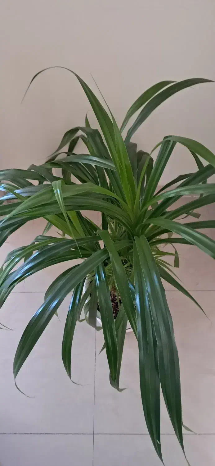 گل با گلدان|گل و گیاه طبیعی|تهران, وردآورد|دیوار