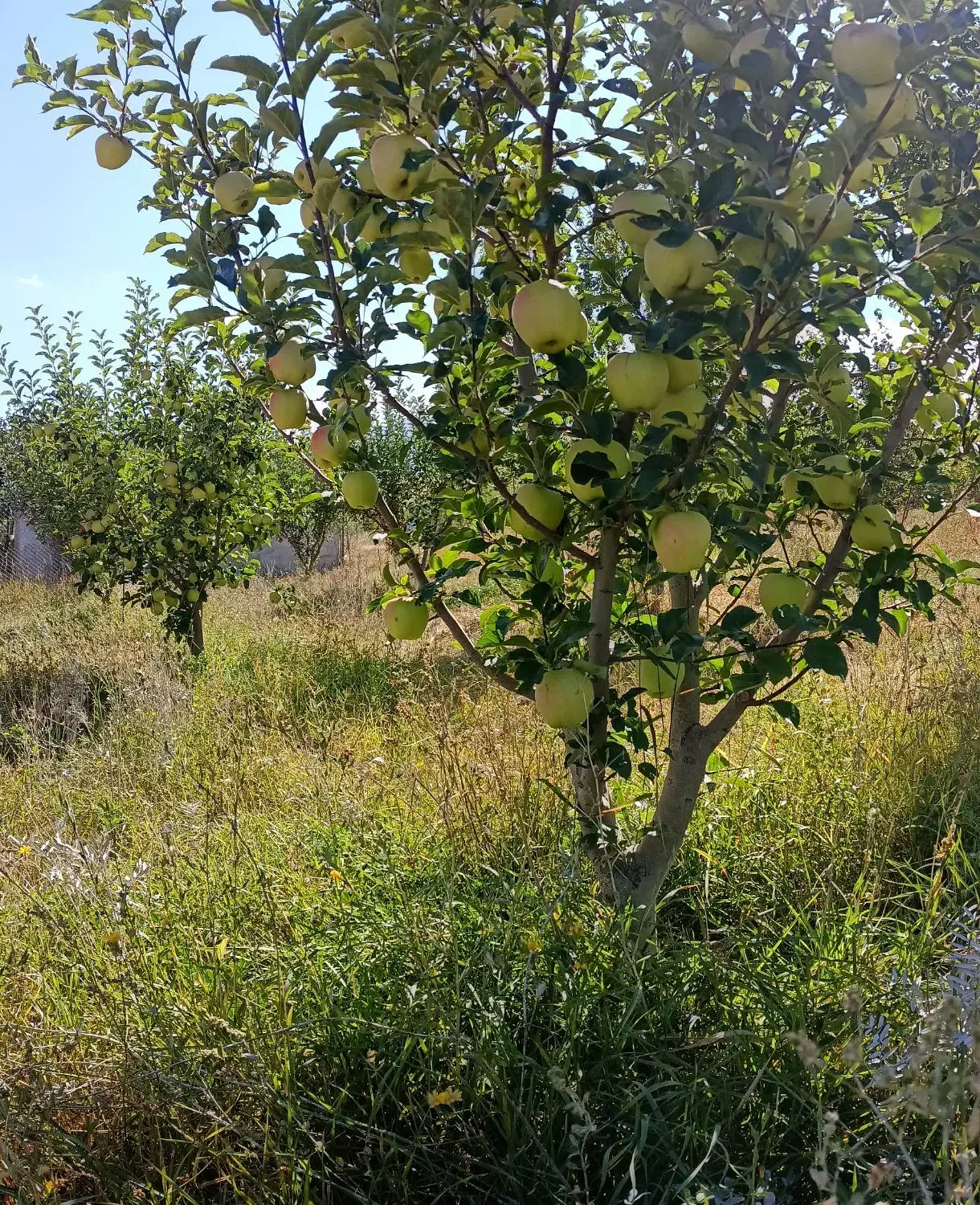کارگر خانم جهت چیدن میوه|استخدام خدمات فروشگاه و رستوران|بستان آباد, |دیوار