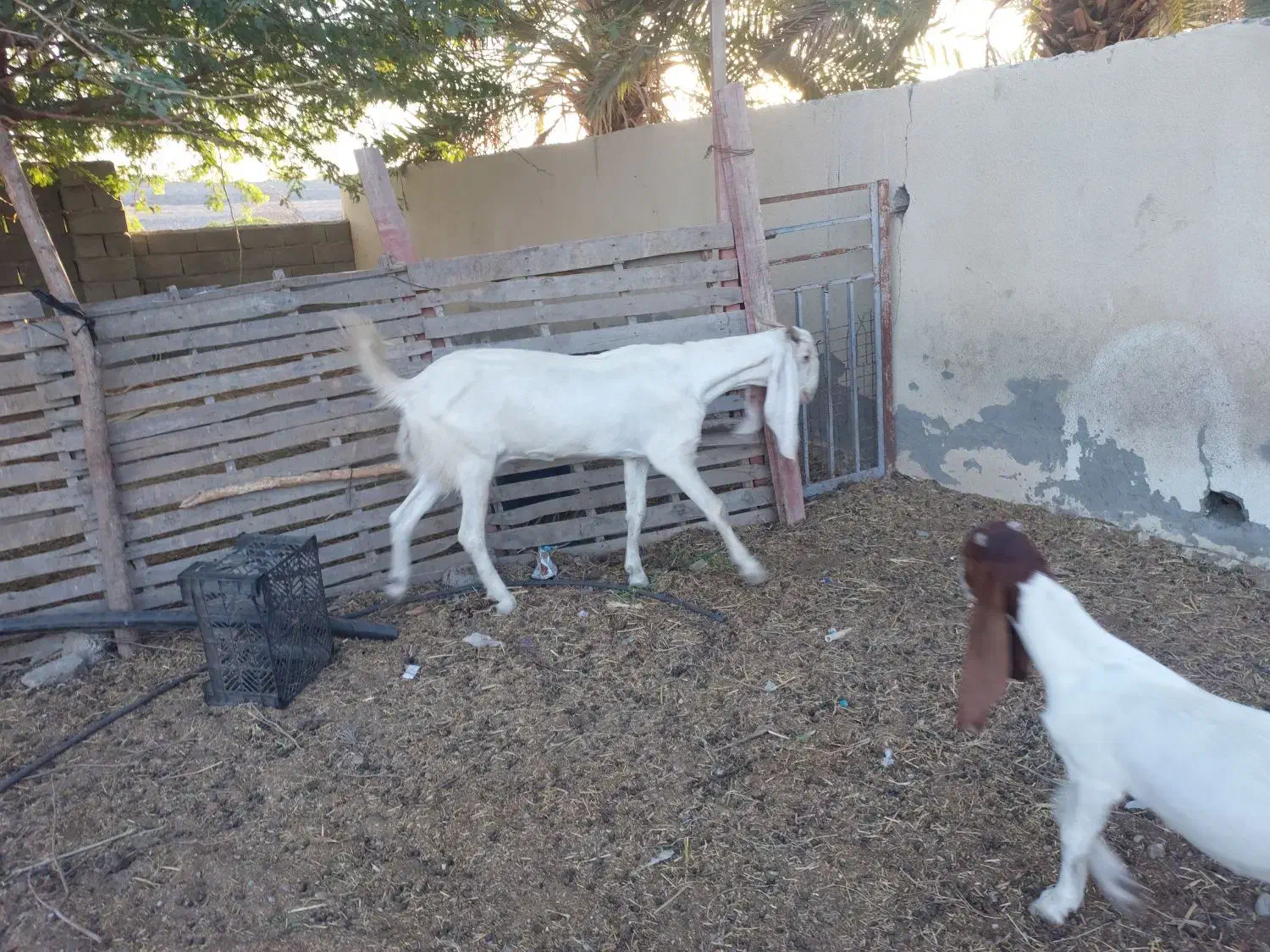 بز گلابی|حیوانات مزرعه|زرآباد, |دیوار